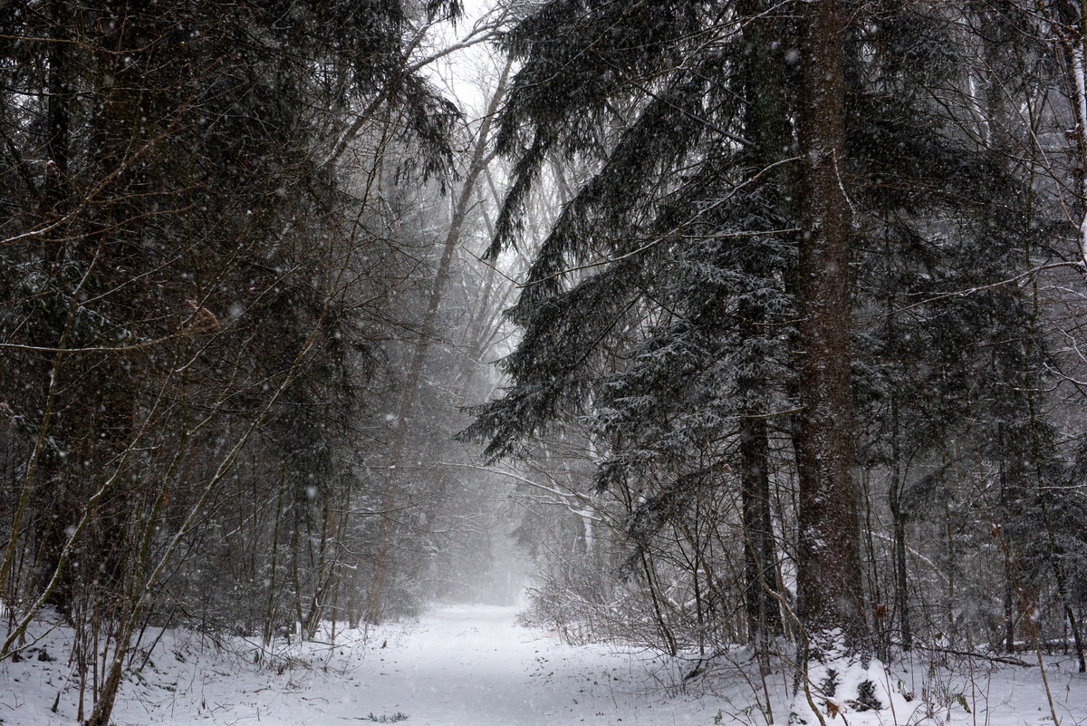 Зима лес снег