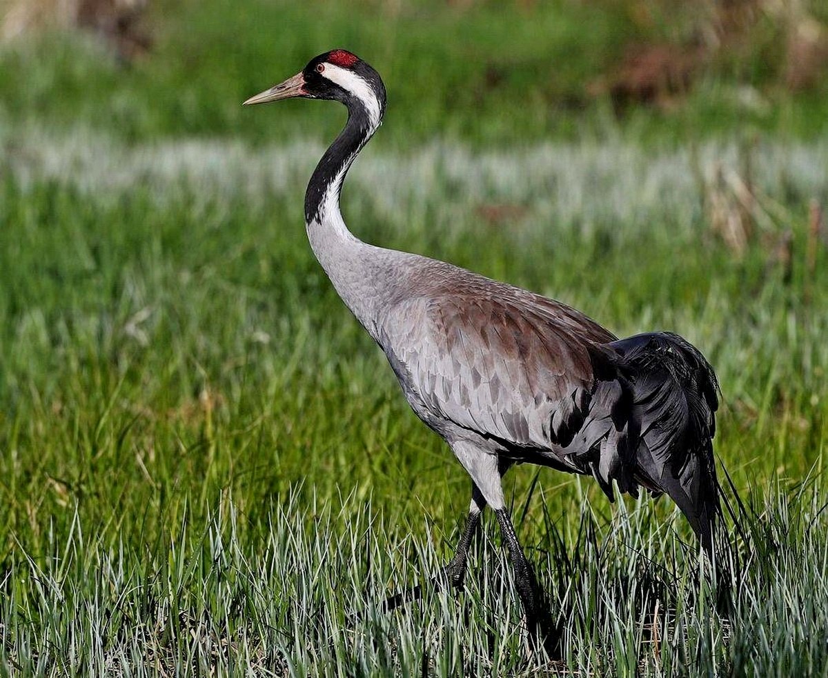 9-Серый журавль.jpg