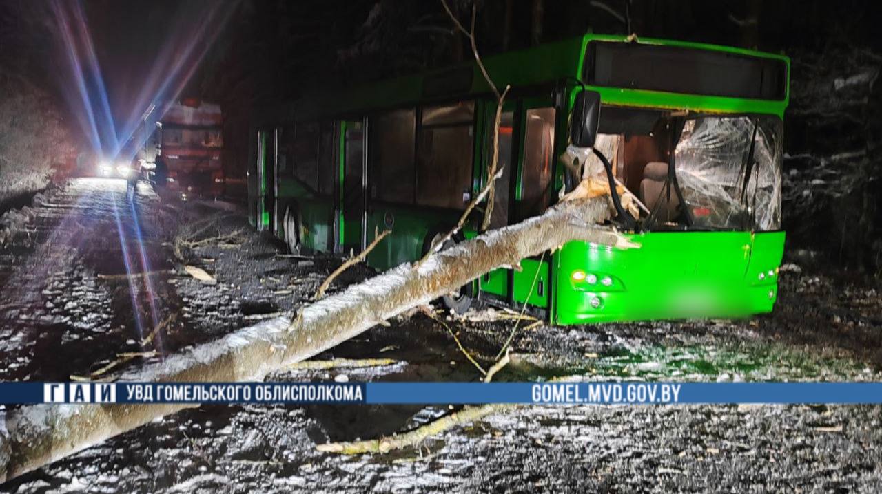 дерево упало на автобус дерево упало на автобус 1.jpg