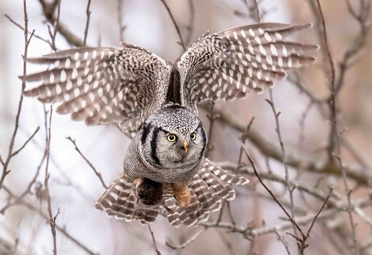 12-Ястребиная сова.jpg