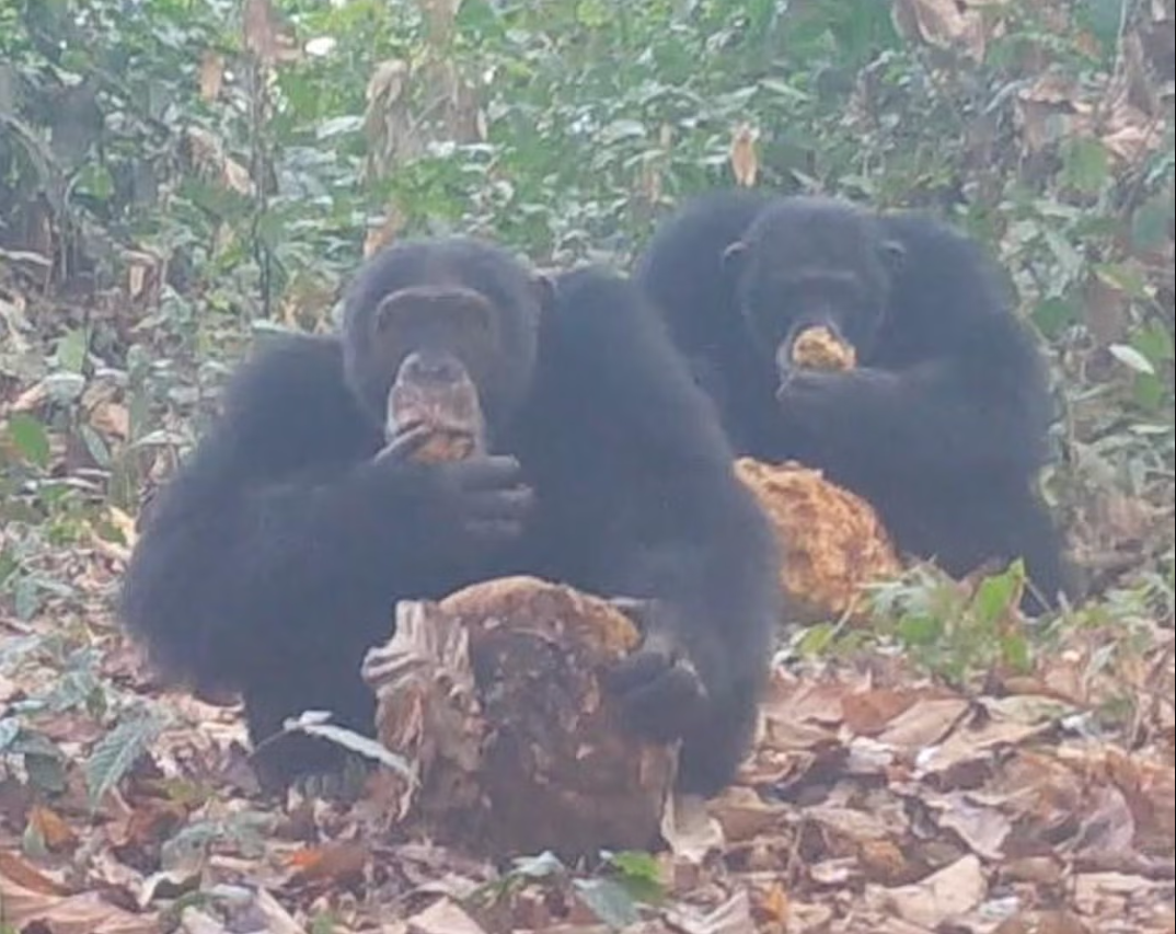 Два взрослых самца шимпанзе едят ферментированные плоды африканского хлебного дерева