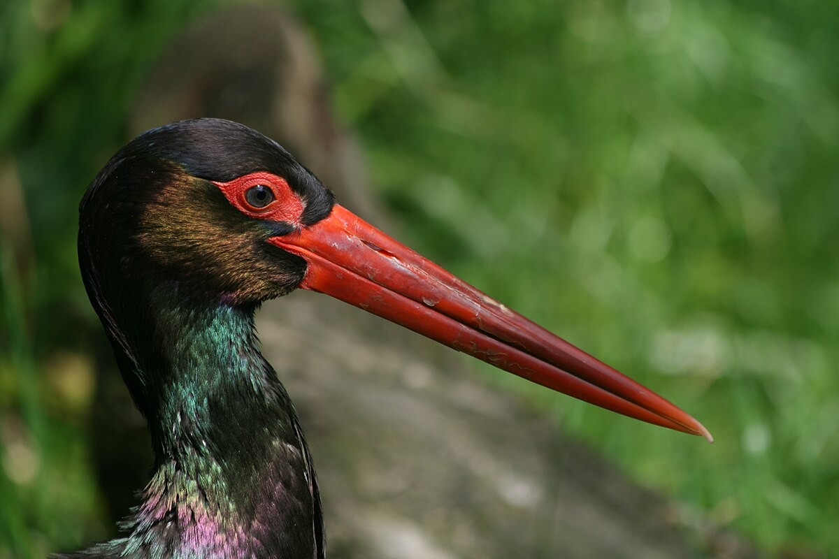 8-Черный аист.jpg