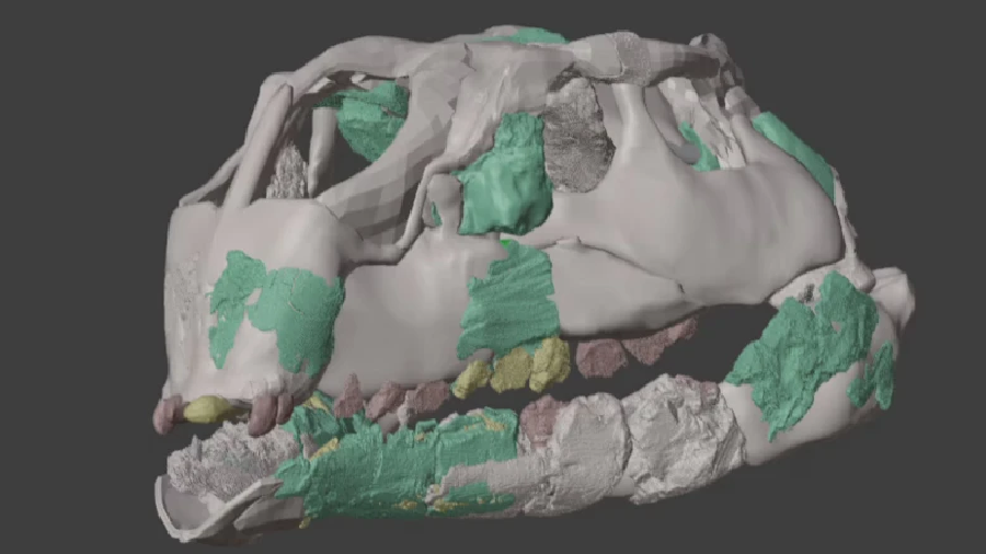 череп динозавра.png