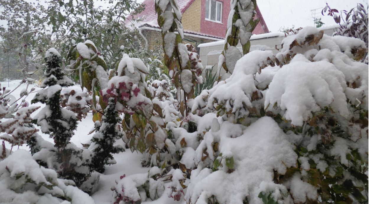 снег на кустарниках