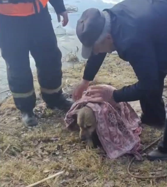 спасенная собака спасенная собака.jpg