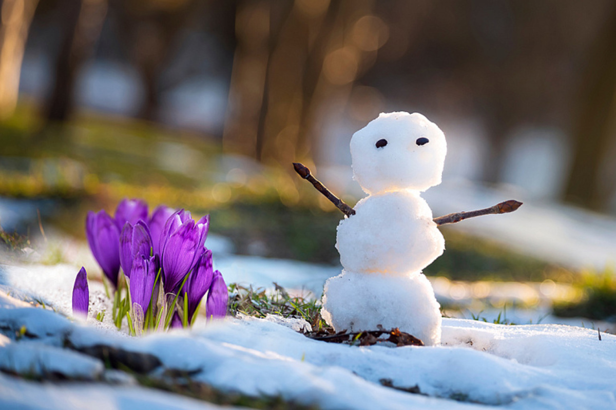 снеговичок и цветы