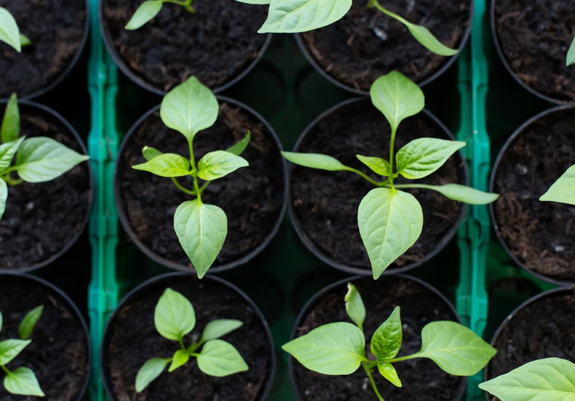 горшки с посадками