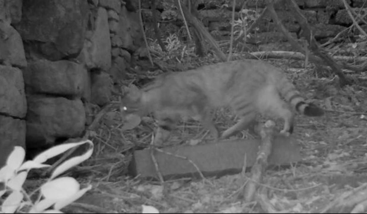 Felis silvestris_камера