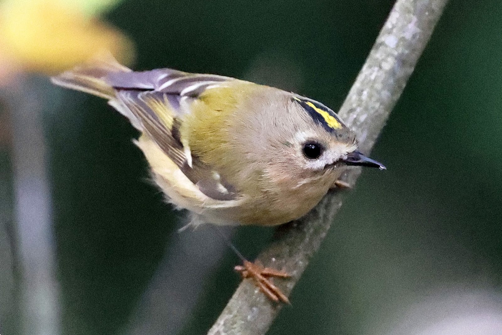 13-Желтоголовый королек.jpg