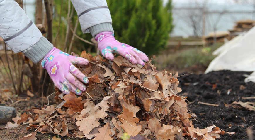 опавшие листья