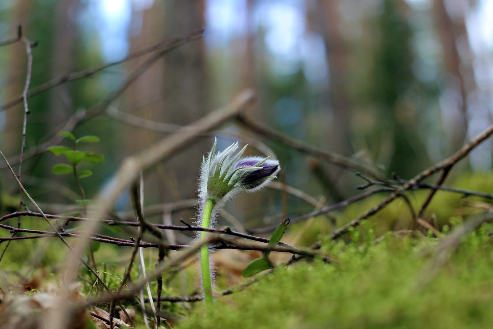 Прострел раскрытый сон-трава 1.jpg