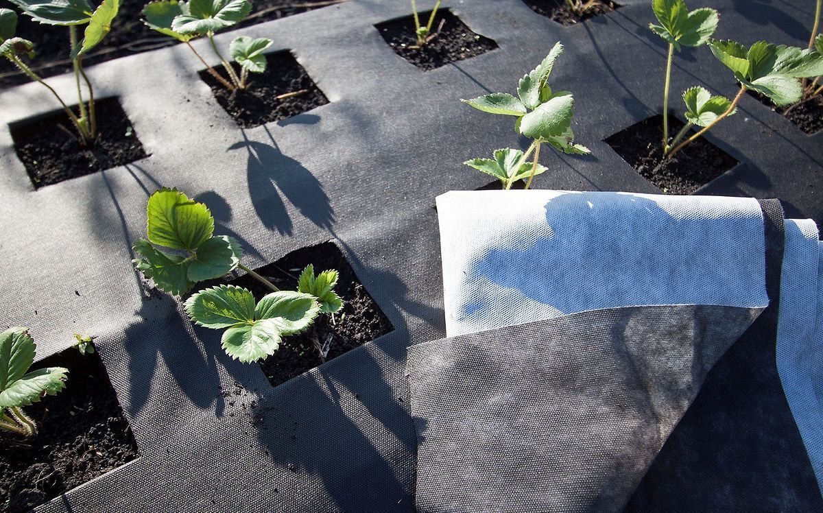 агроволокно