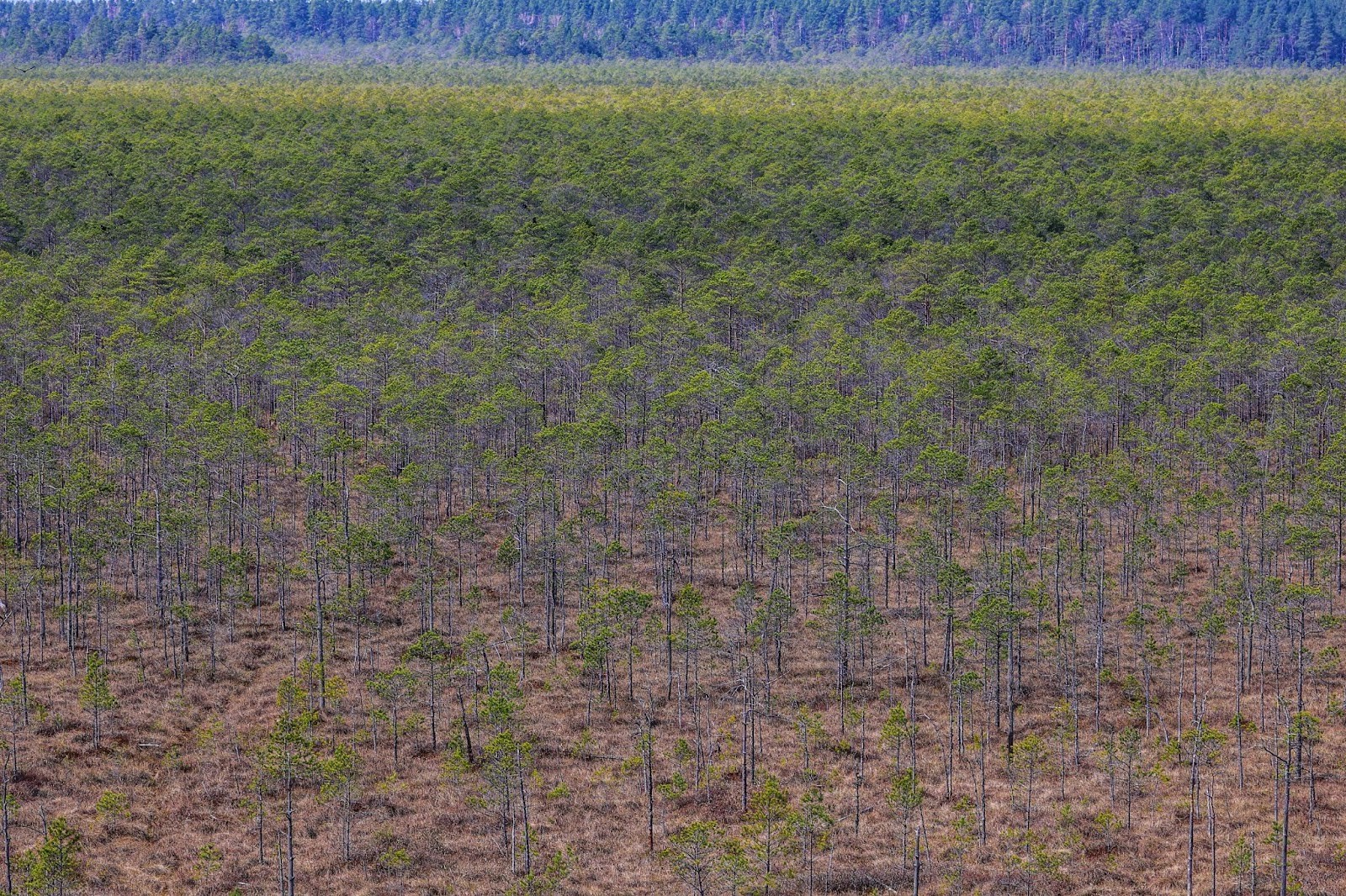 13-Болото в Березинском биосферном заповеднике.jpg