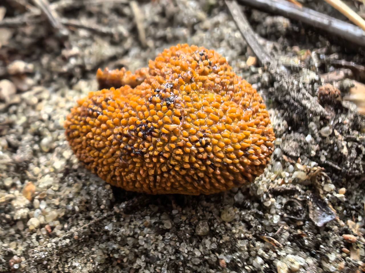 элафомицес шиповатый