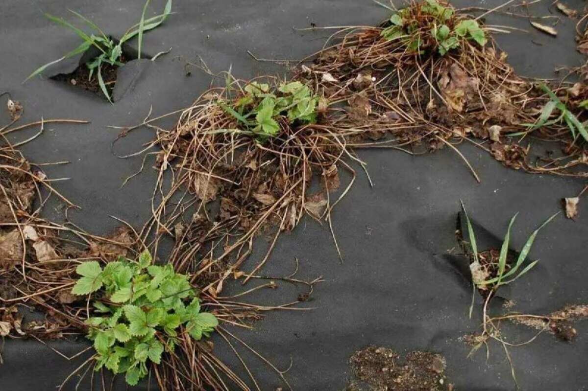 клубника почернела