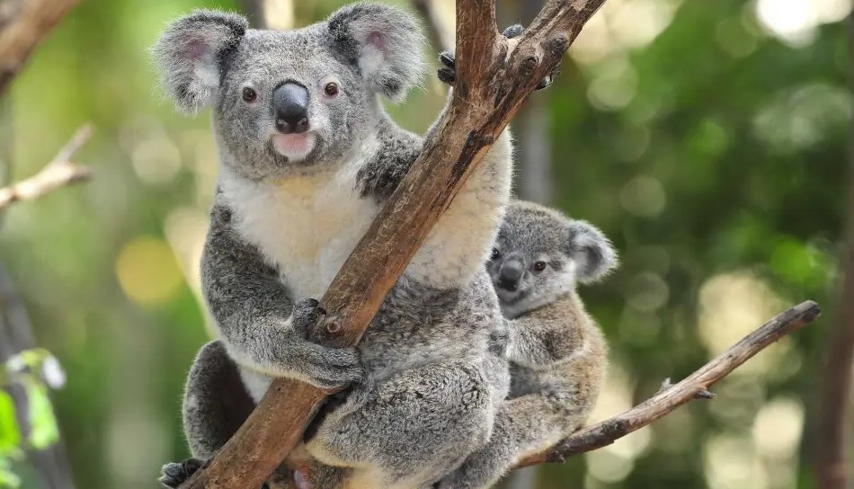 Коала Коала