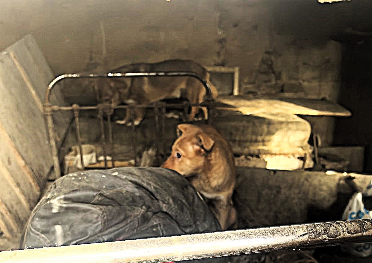 собака в доме рядом с телом.jpg