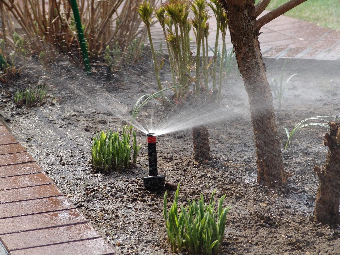 Восстанавливаем сад после бесснежной зимы 4.jpg