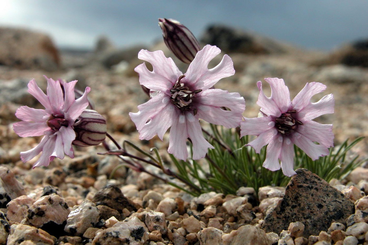 Silene stenophylla Silene stenophylla