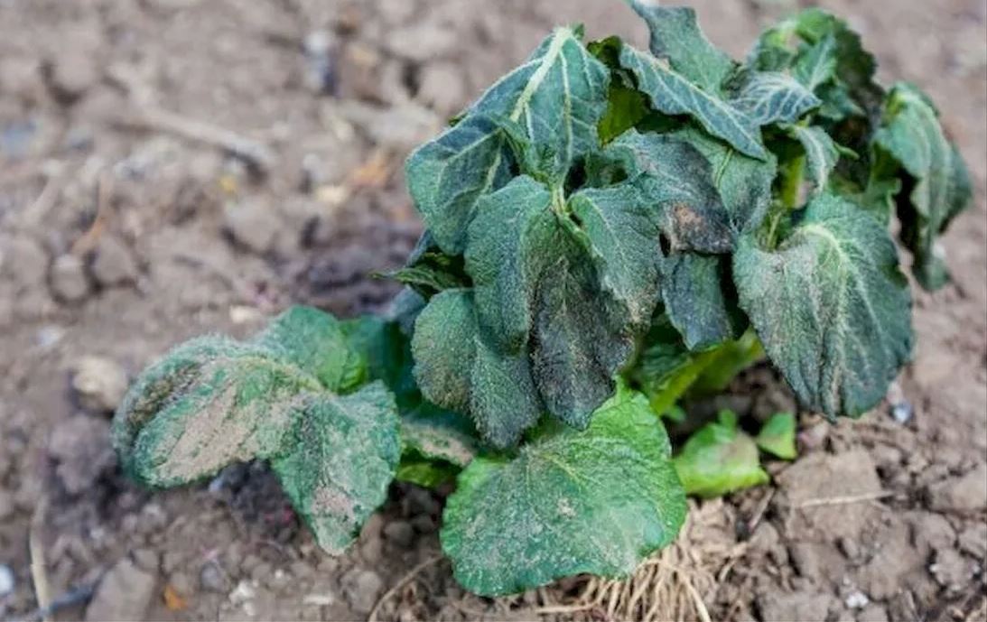 растения растения.jpg