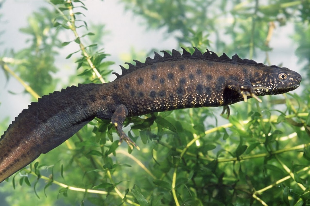 7-Гребенчатый тритон.jpg