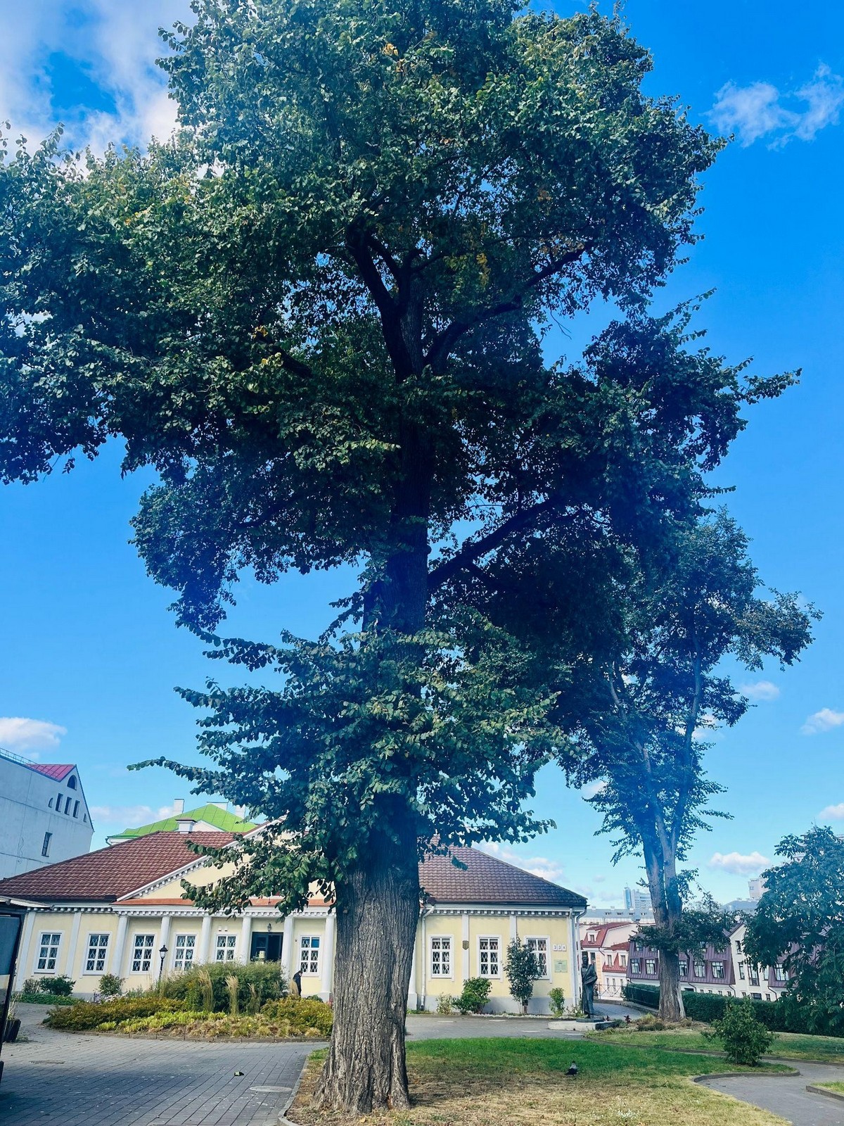 18-Самый старый вяз Минска.jpg