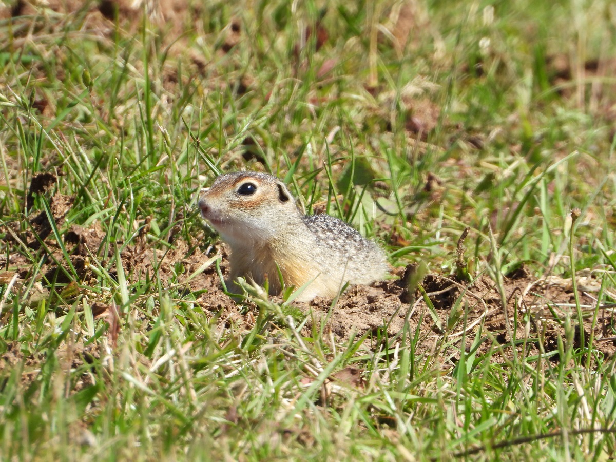 Пушистый лучик среди травинок_Хомич Юлия.JPG