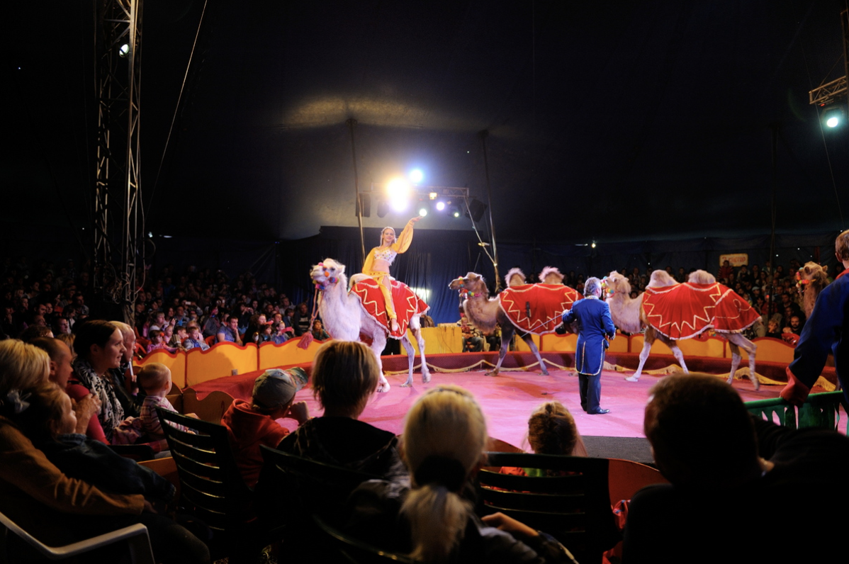 Цирковое представление