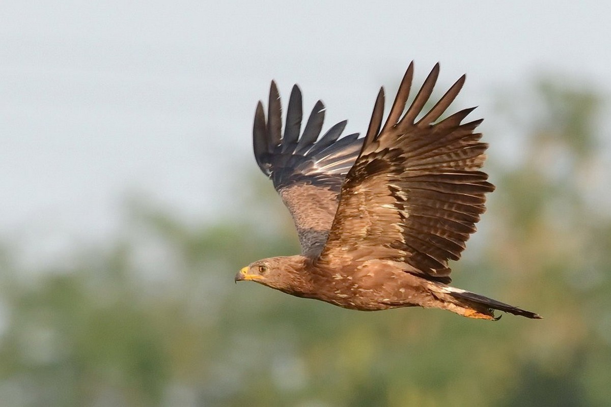 9-Малый подорлик одна из краснокнижных птиц Беларуси.jpg
