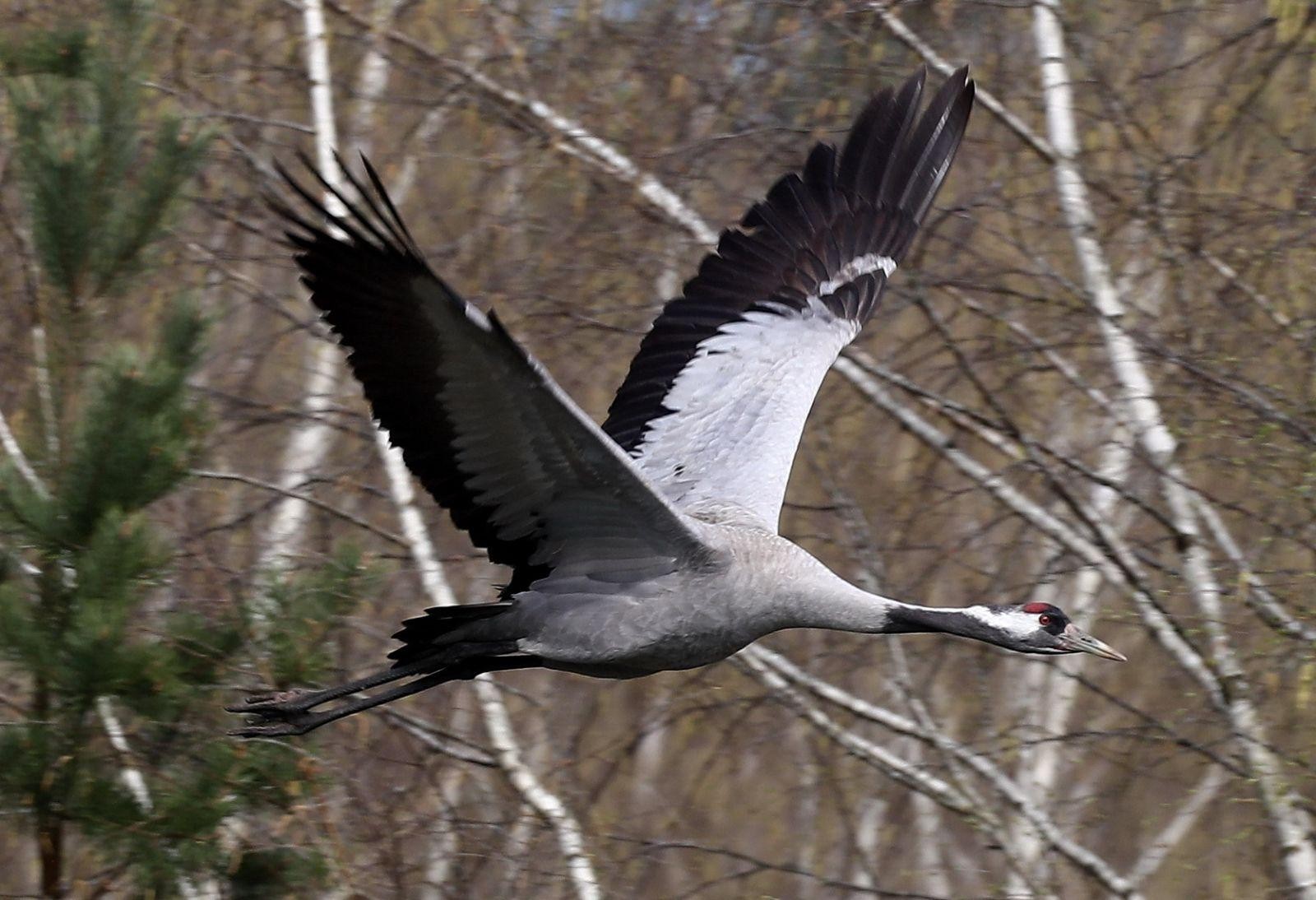 Серый журавль в полете.jpg