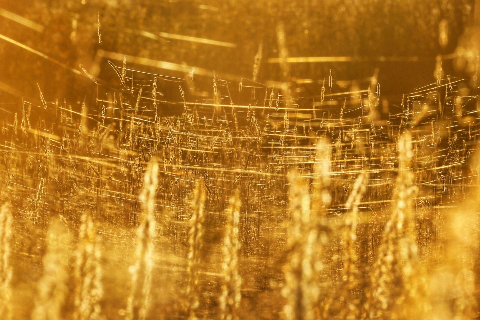 4-Паутинка на траве складывающаяся в узоры.jpg