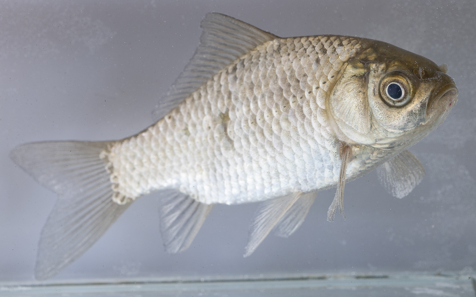 Серебряный карась 