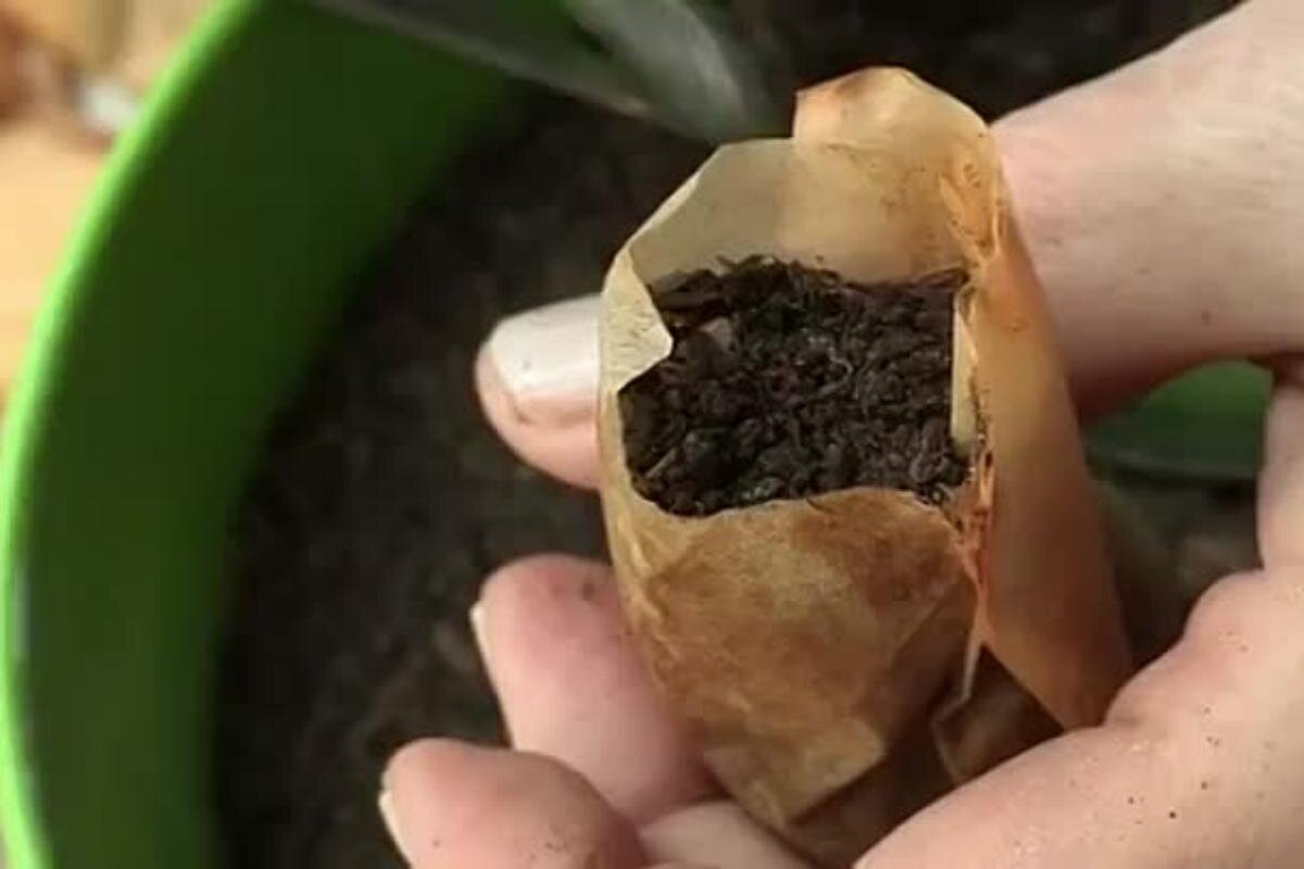 чайная заварка