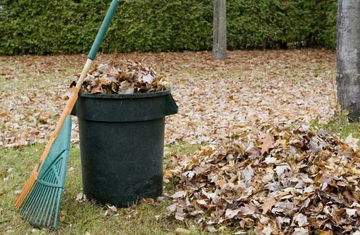 опавшая листва