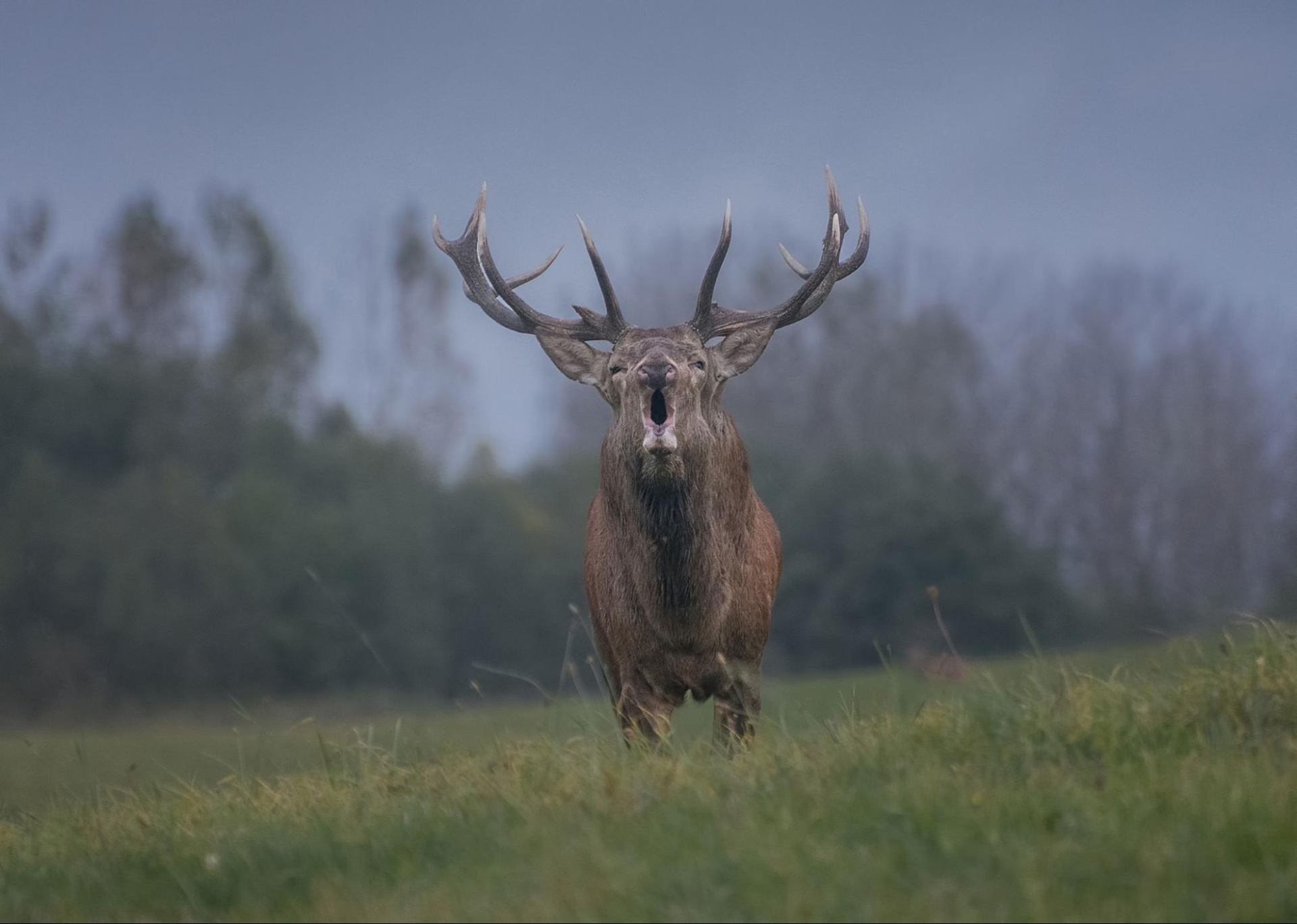 соперник image6.jpg