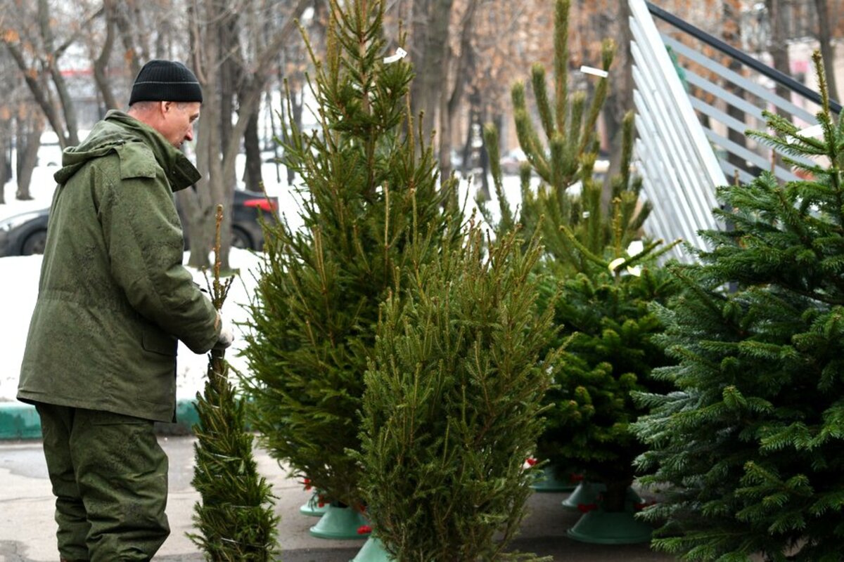 продажа новогодних елок