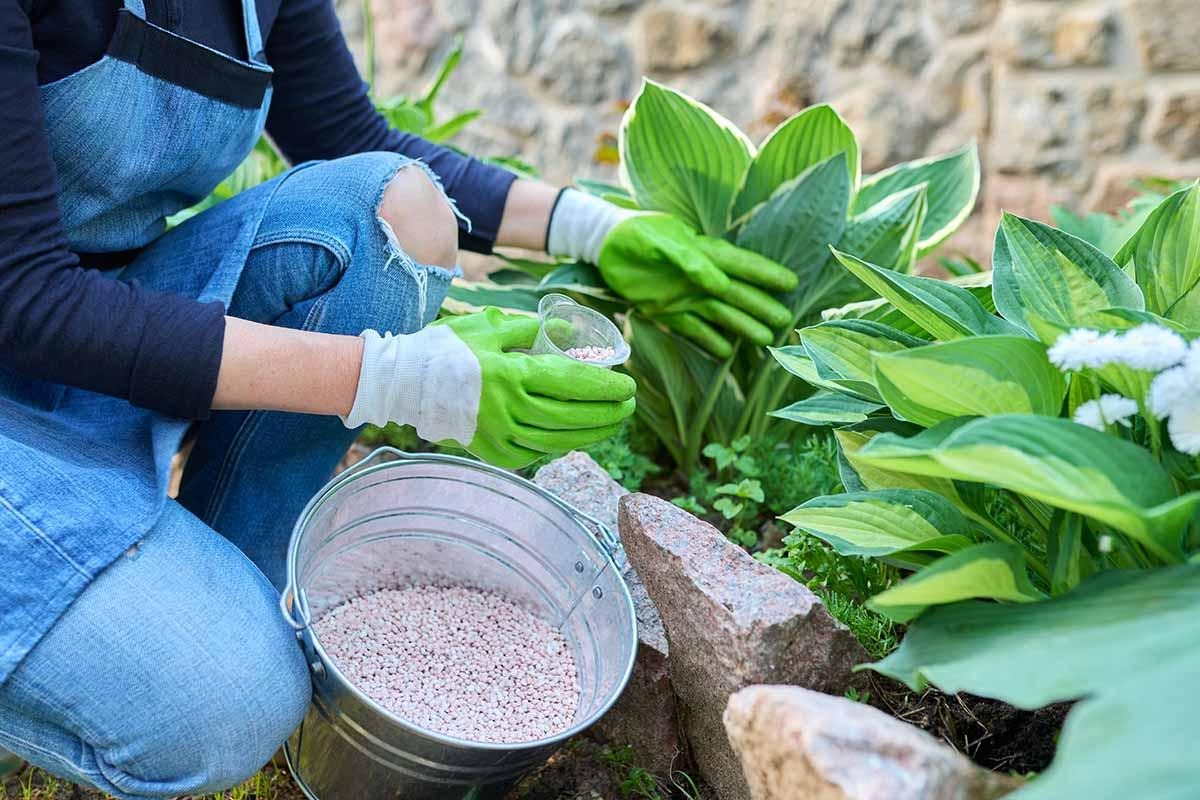 Как «разбудить» многолетники весной: правильный уход