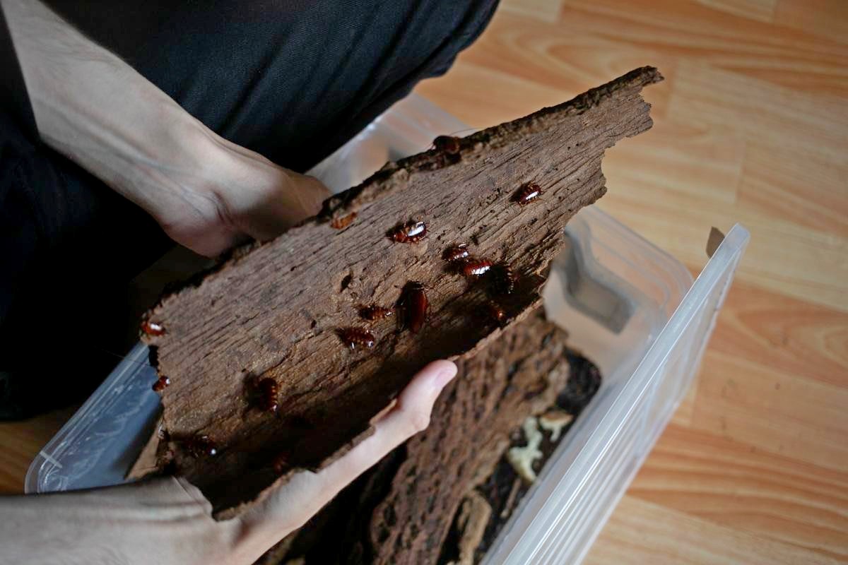 9-Насекомые живут под корой.jpg