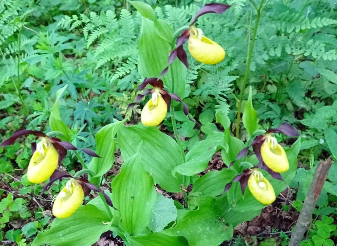 Венерин башмачок 1.jpg