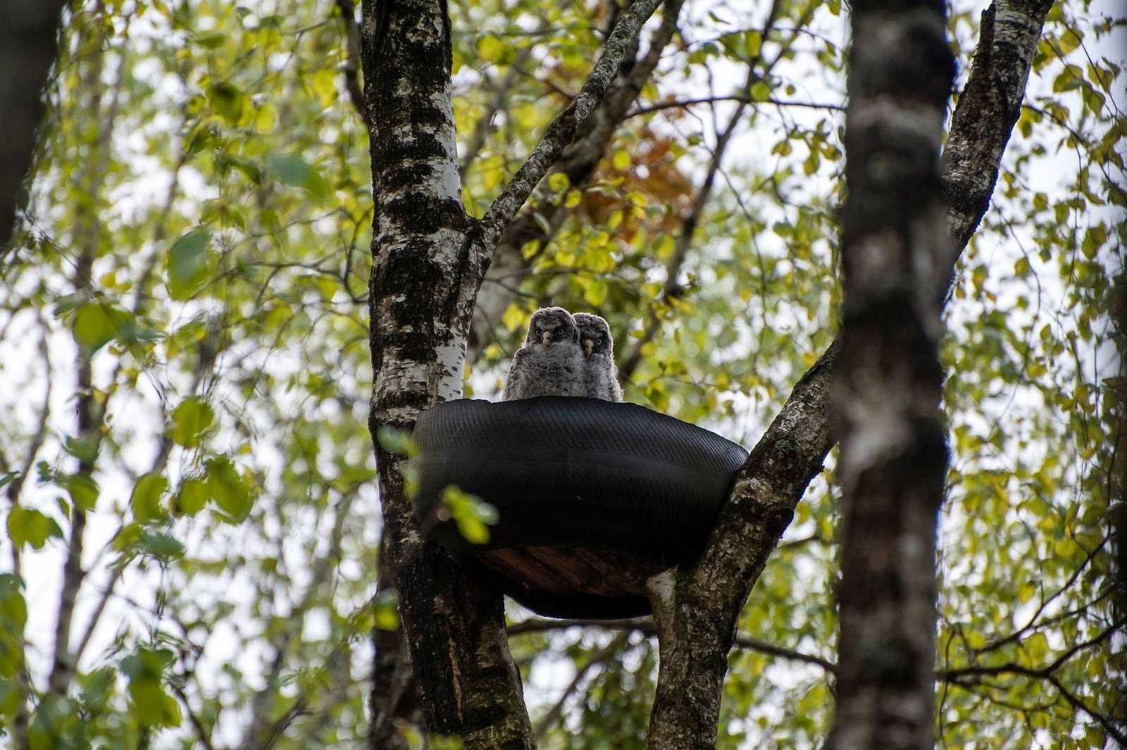 7-Птенцы бородатой неясыти в гнезде.jpg