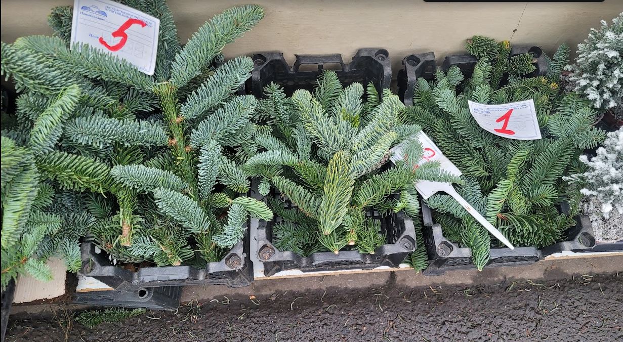 елки, комаровка 4.jpg