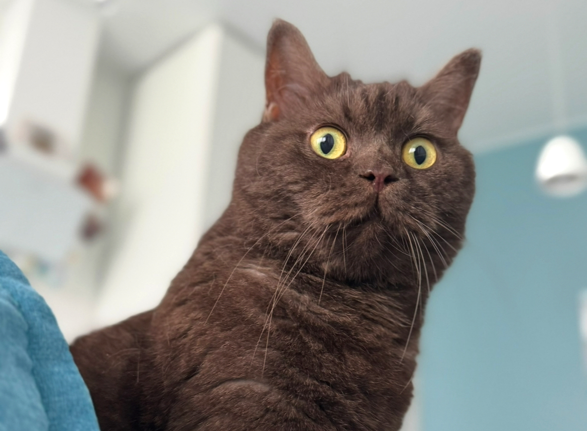 Британский кот