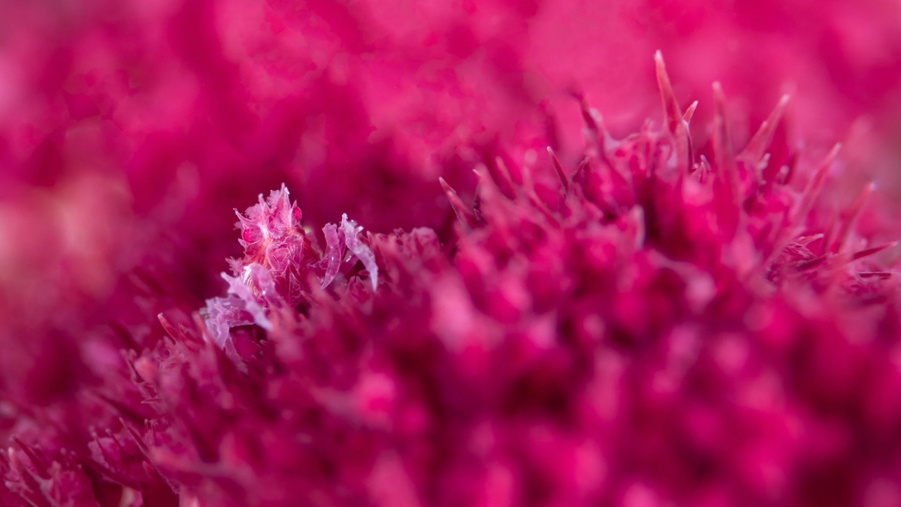 в розовом.jpg