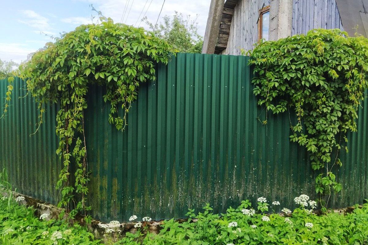 забор на дачном участке