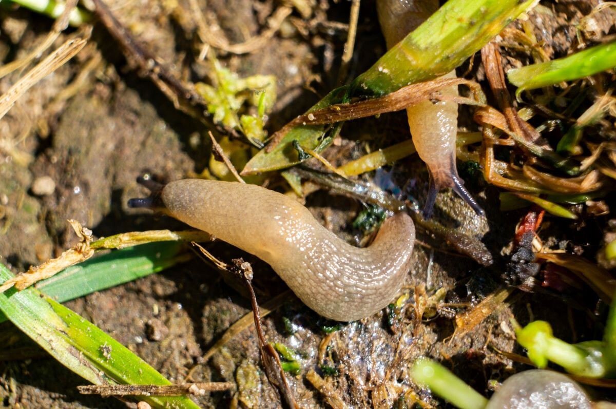 Вредители на участке