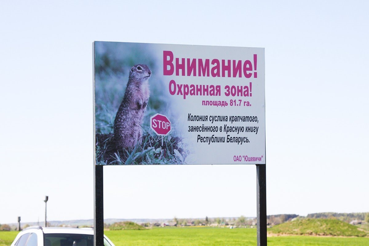 Целое поселение впало в депрессию”. Биолог объясняет, почему так важно  сохранить сусликов в Беларуси | СмартПресс: Зоо