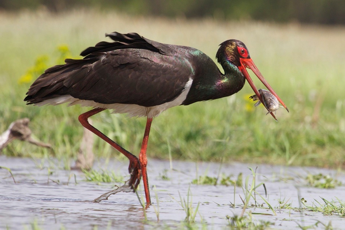 6-Черный аист на рыбалке.jpg