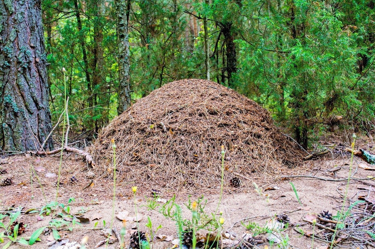 6-Большой муравейник.jpg