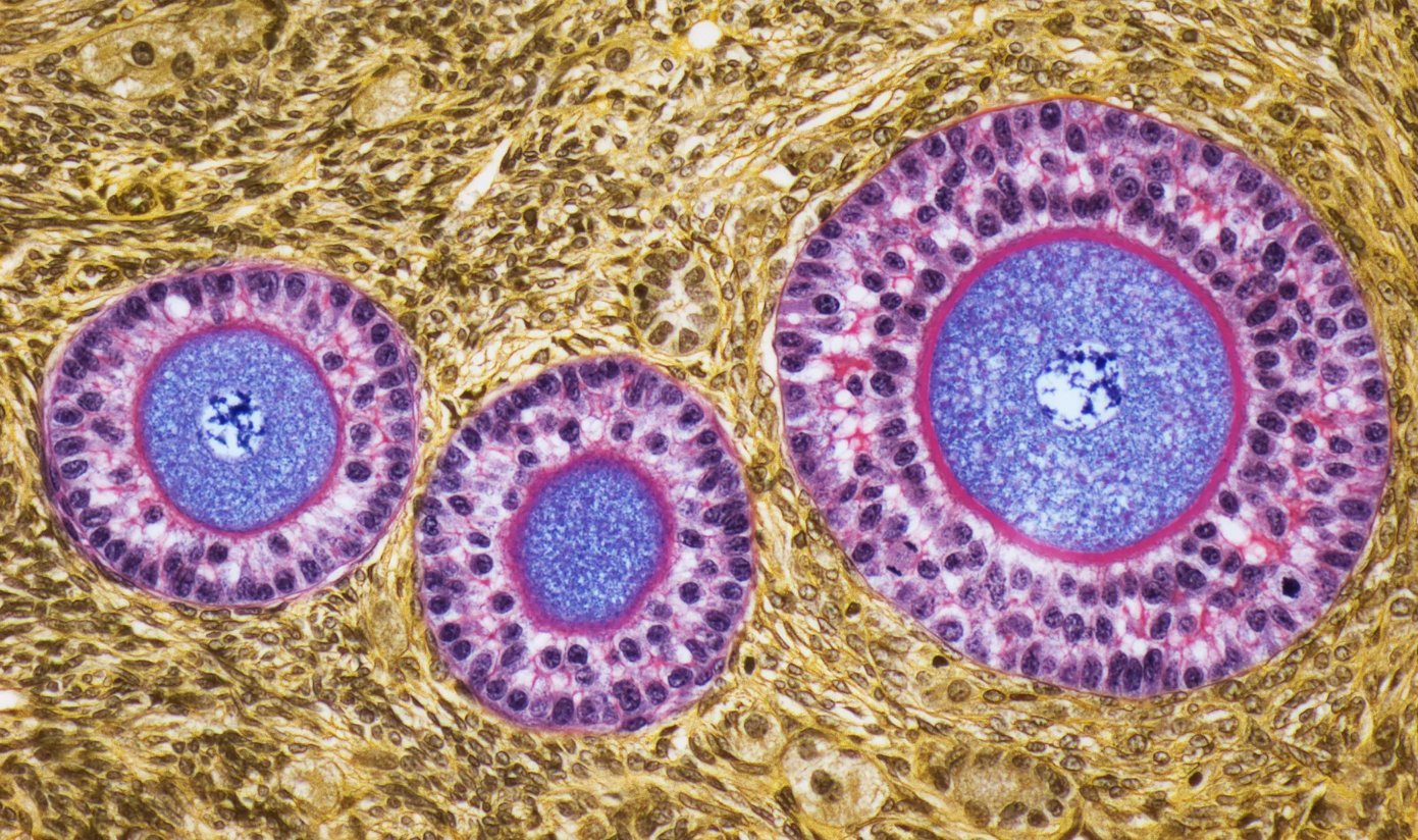 яйцеклетки