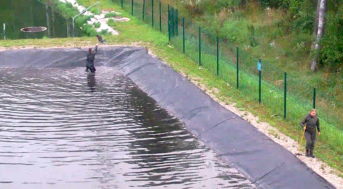 пограничник спас енота.png